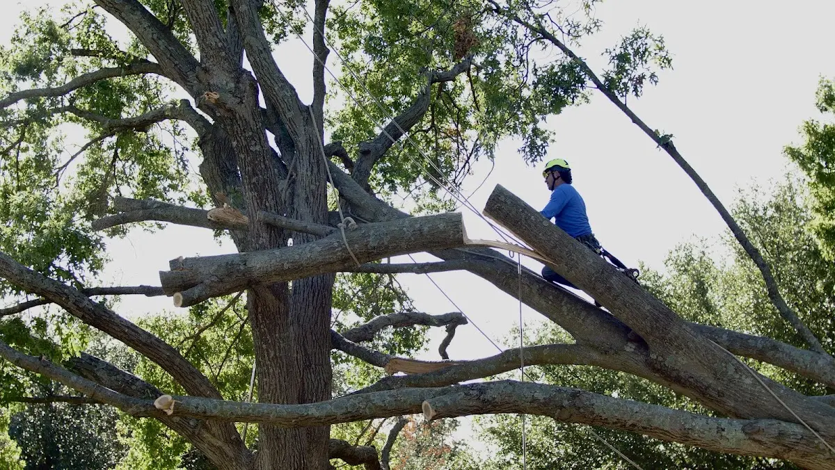 Professional Hazardous Tree Removal performed by certified arborists in Mulhall